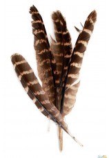 20 plumes de faisan 20cm